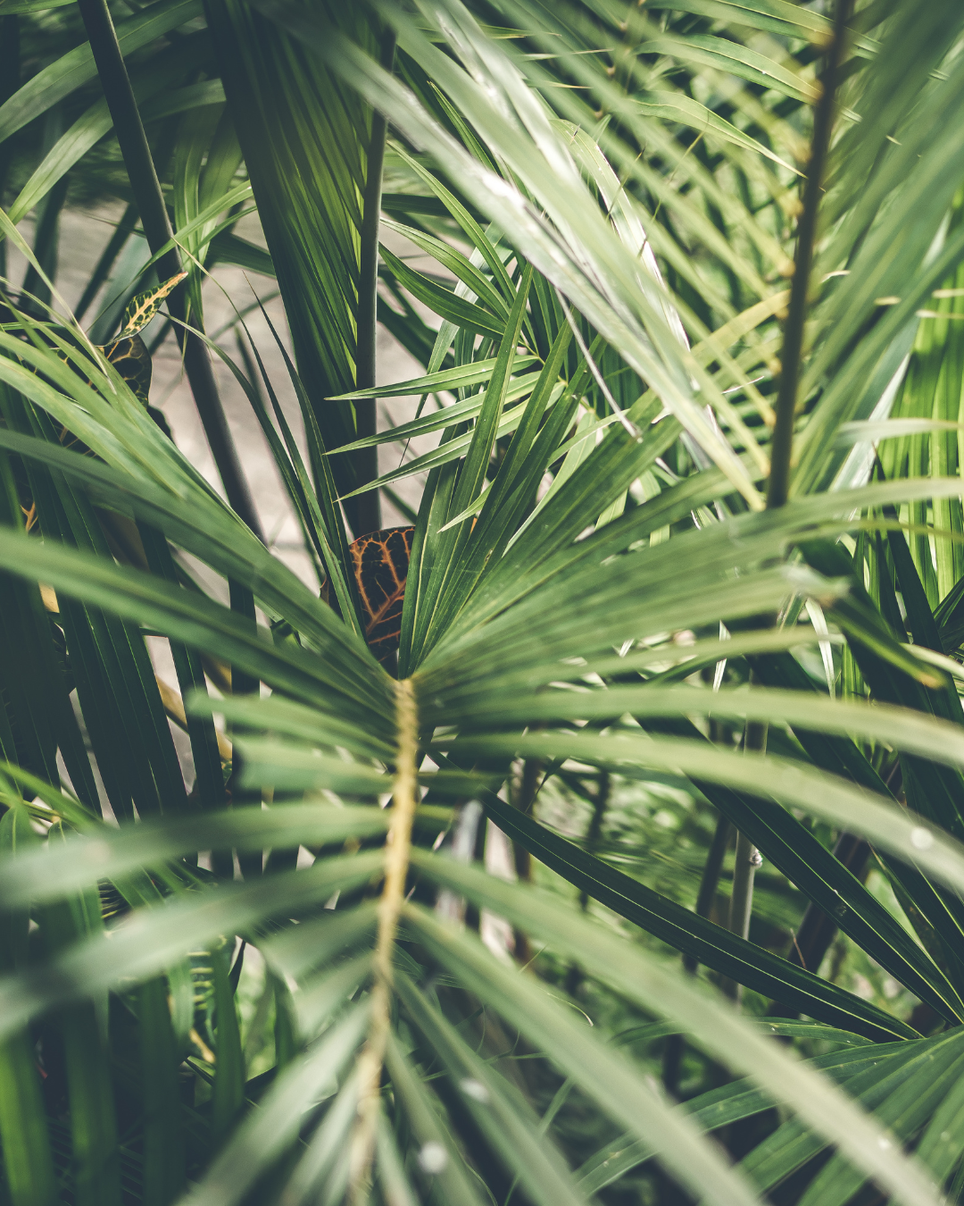 BotaniSoothe & BotaniProtect | Natural Skin Relief & Protection